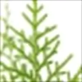 Thuja